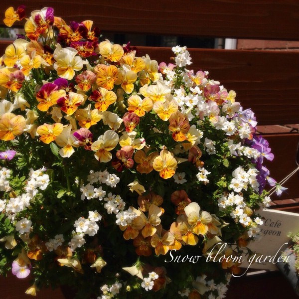 奈良ぎんのいすチョークアートワークスSnow bloom gardenサインボード